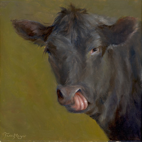 Portrait of an Angus Cow