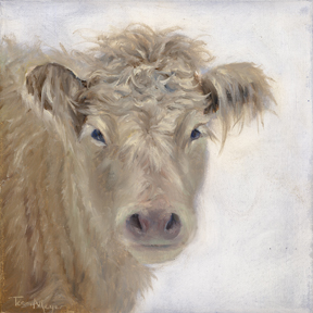 Portrait of a Charolais Cow
