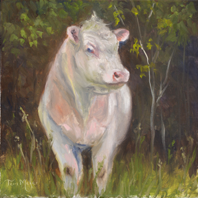 Oil Painting of a Charolais Bull