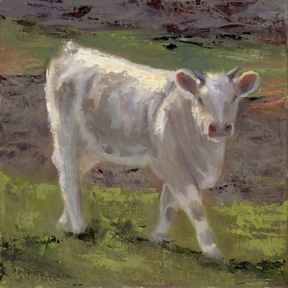 White and Grey cow standing in the pasture