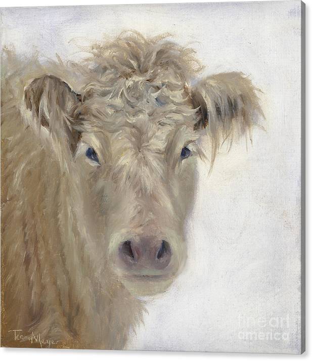 Lucy, The Charolais