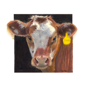 Oil Portrait of a Hereford Calf